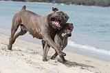 CANE CORSO 253